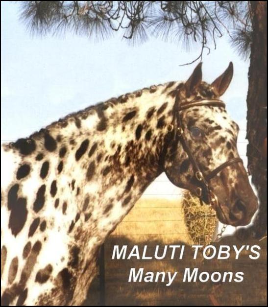 Maluti Tobys Many Moons - Appaloosa Stallion
